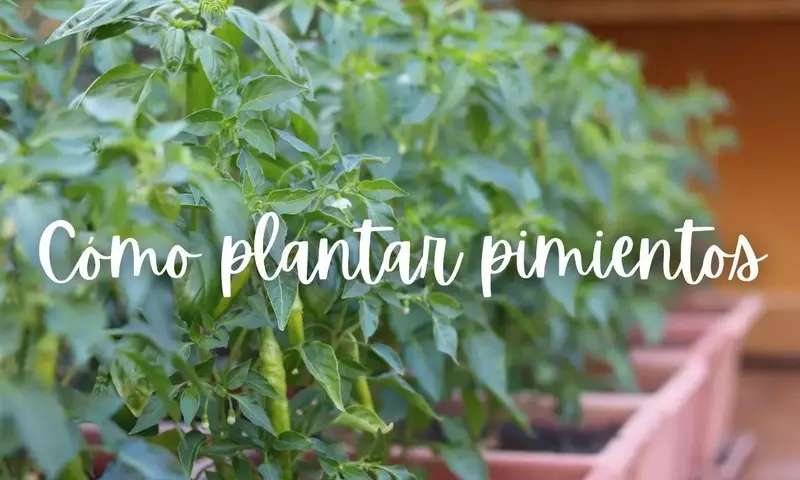 Cultivo exitoso de pimientos en maceta: una guía completa