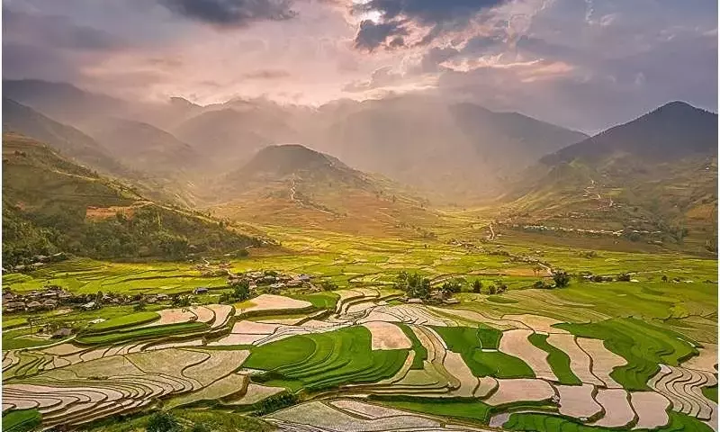 Innovación Agrícola: La Producción de Arroz Desafía el Cambio Climático
