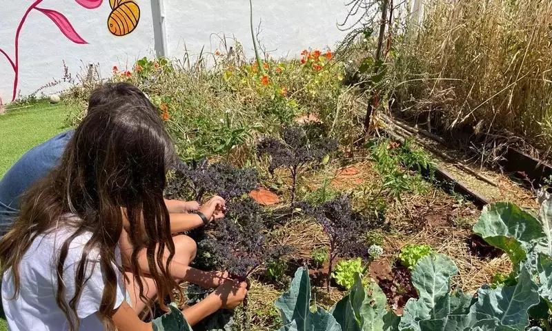 Revolución Verde en las Aulas: El Auge de los Huertos Escolares Ecológicos en España