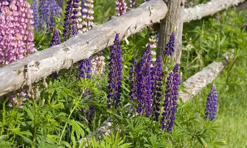 Guía Definitiva para Crear un Jardín Aromático Impresionante