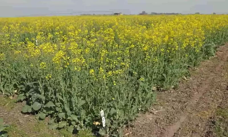 Cultivos Oleaginosos de Invierno: Colza, Carinata y Camelina en Argentina