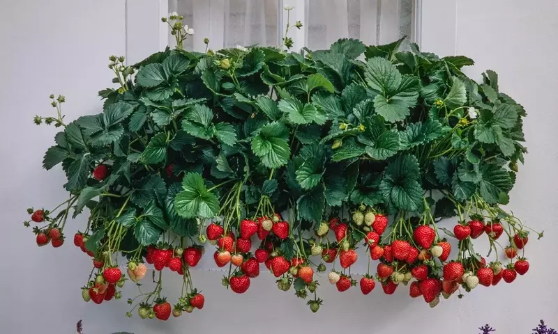 Cosecha de Fresas en Espacios Urbanos: Técnicas Avanzadas y Cuidados Esenciales