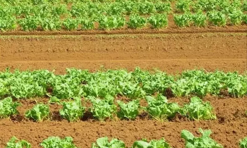 La Agricultura Ecológica: Un Escudo contra la Crisis Energética Global