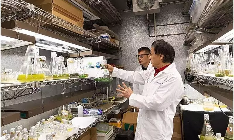 Cianobacterias: Biofertilizantes del Futuro para una Agricultura Sostenible