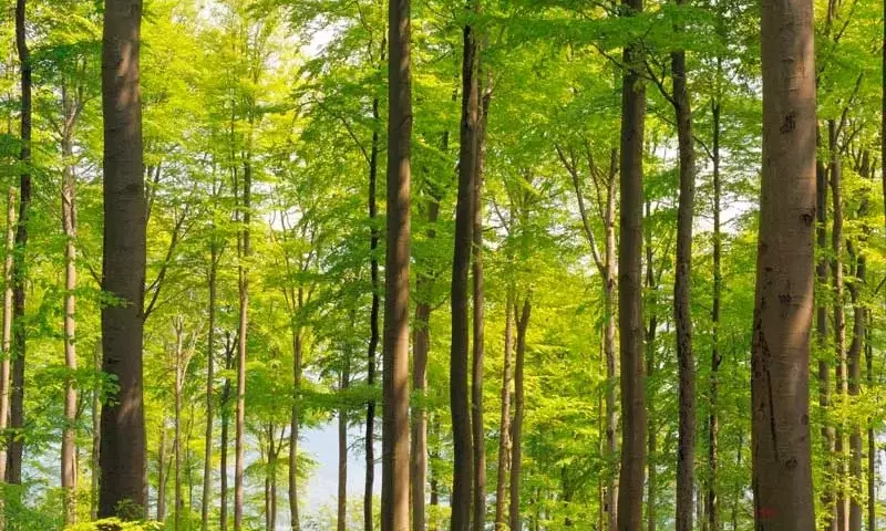 La Gestión Forestal Sostenible como Pilar de la Resiliencia Europea