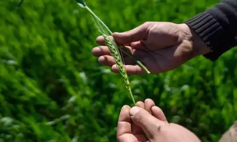 Optimización de la Nutrición del Trigo en la Región Pampeana: Estrategias para Maximizar el Rendimiento y la Rentabilidad