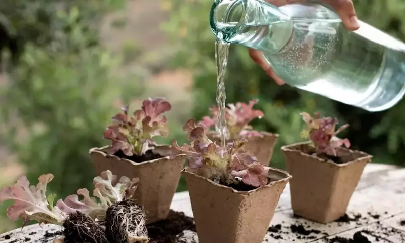 Transforma Desechos en Vida: Guía Completa para Fertilizantes Líquidos Orgánicos Caseros