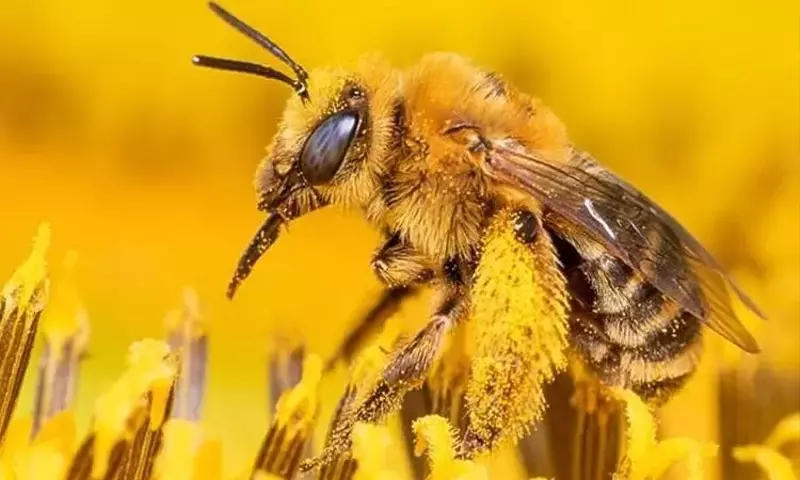 Más Allá de la Jalea Real: El Rol Crucial de la Arquitectura de la Celda en la Formación de la Abeja Reina