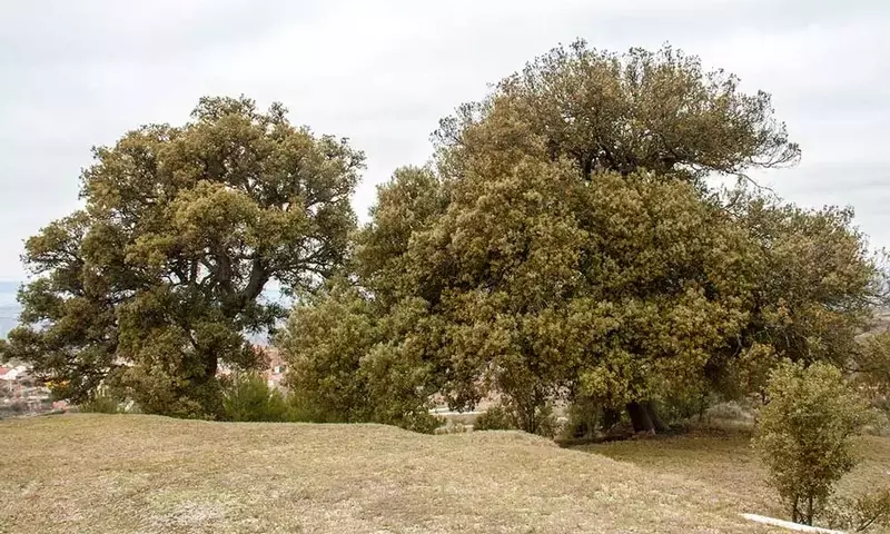 La Resiliencia de la Naturaleza: El Bosque Renacido Tras la Peste Negra del Siglo XIV