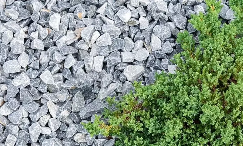 Transforma tu Jardín con Plantas Tapizantes: Una Alternativa Sostenible al Césped