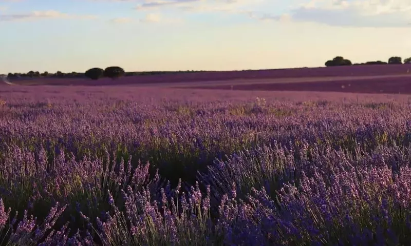 Brihuega: Un Espectáculo Violeta de Lavanda entre Música, Arte y Naturaleza
