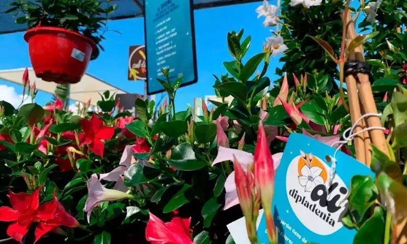 Dénia se Transforma en el Epicentro Nacional de la Dipladenia