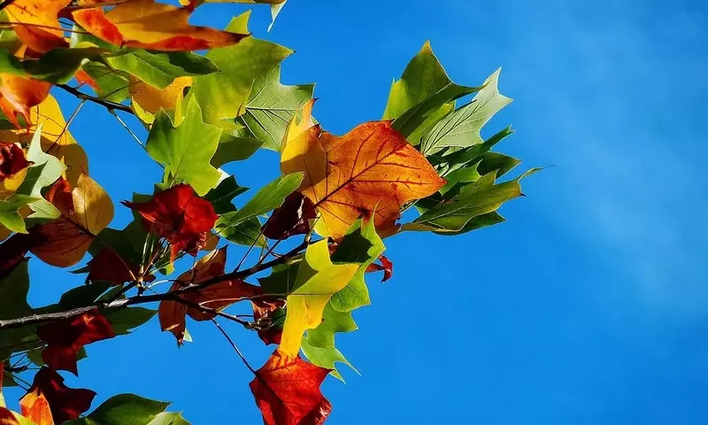 Secretos para un Jardín Exuberante: Guía Completa de Cuidado y Mantenimiento