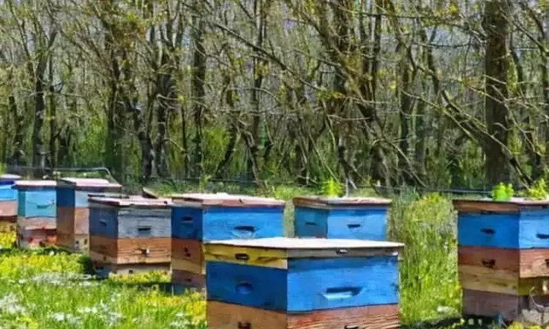 Las Colmenas de Abejas Refuerzan la Productividad Agrícola frente a la Reducción de Polinizadores Silvestres