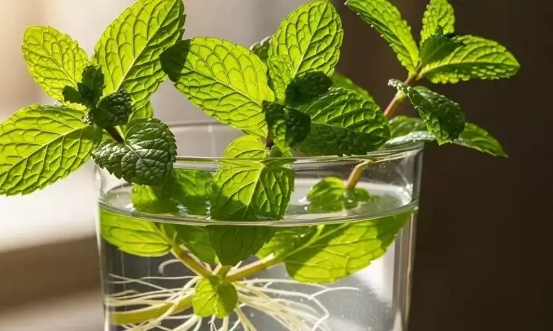 Guía Completa para el Cultivo y Mantenimiento de la Menta: Métodos Tradicionales y Modernos