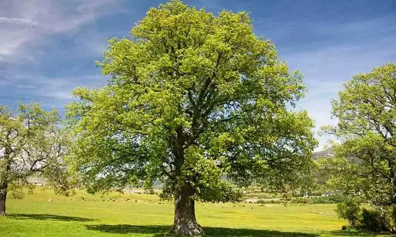 El Roble: Un ￁rbitro Silencioso que Impulsa la Biodiversidad del Bosque Mediterráneo
