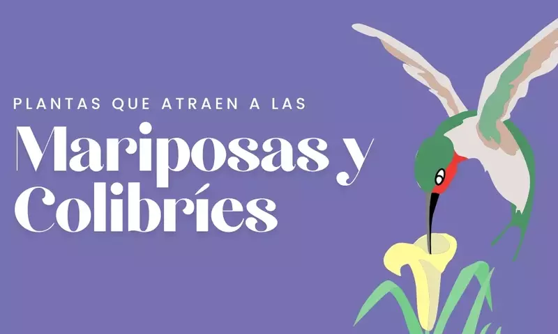 Creando un Santuario Vibrante para Mariposas y Colibríes: Guía Floral