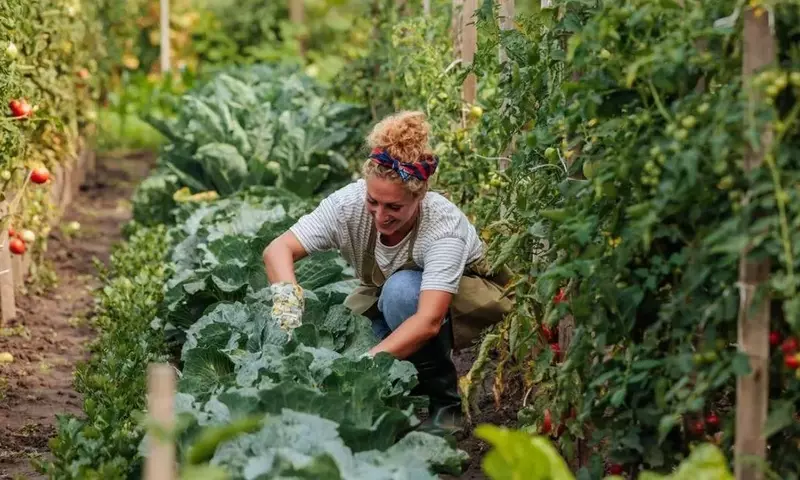Dominando el Arte del Cultivo de Melones: Estrategias para una Cosecha Exitosa