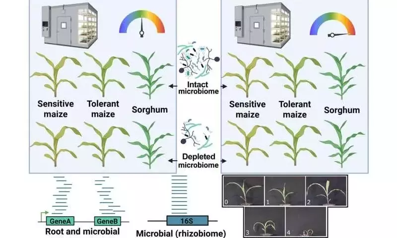 Microorganismos radiculares pueden fortalecer el maíz y el sorgo frente a las altas temperaturas