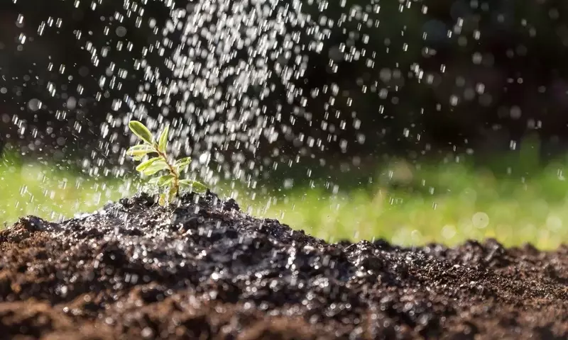 Guía Óptima para el Riego de Jardines en Verano