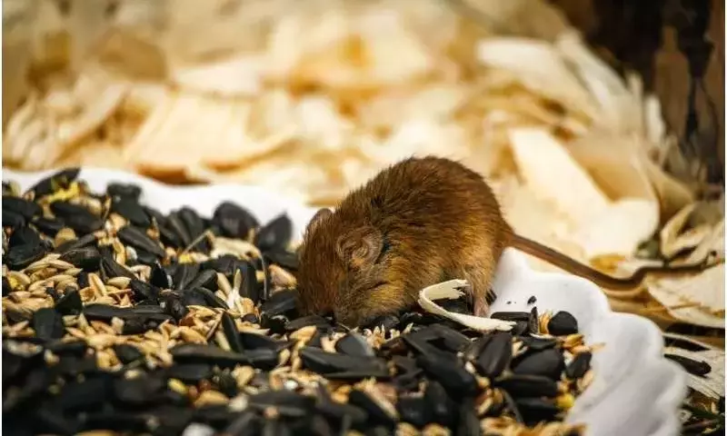 Plaga de ratones en Australia Occidental: Impacto agrícola y perspectivas de alivio
