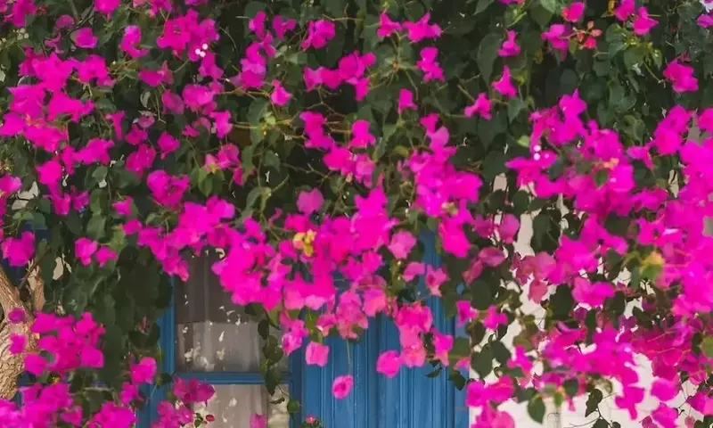Guía Completa para el Cuidado Óptimo de la Buganvilla y una Floración Espléndida