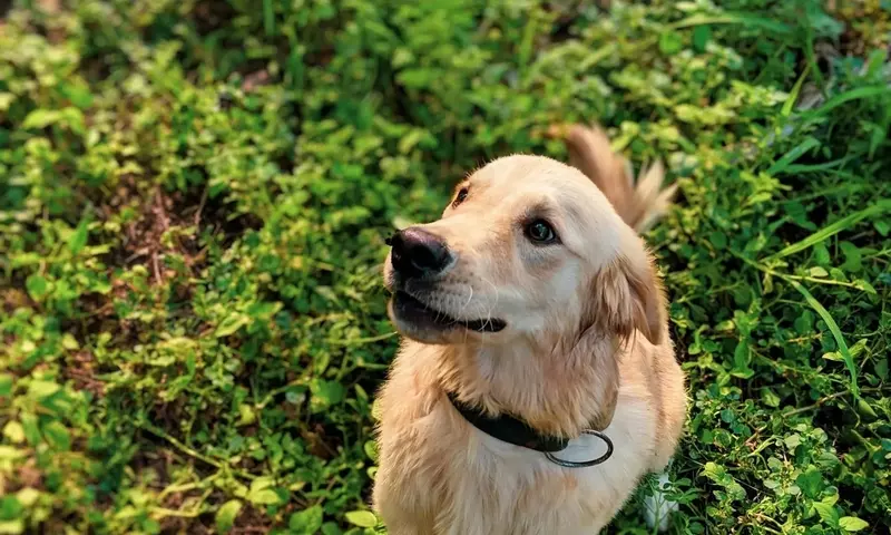 Plantas Comunes: Un Peligro Oculto para Mascotas