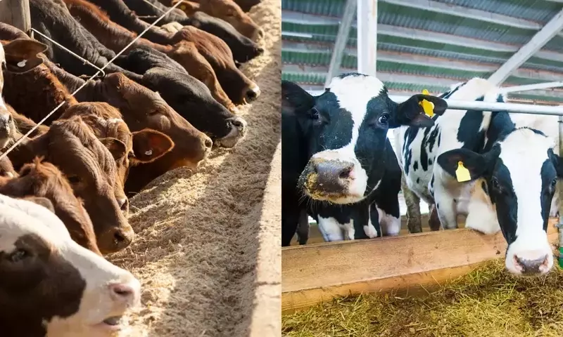 Transformación Sostenible: Purines y Biogás Impulsan la Agricultura Española