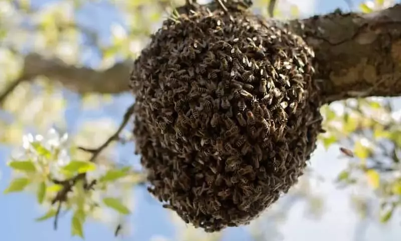El misterioso baile de las abejas: ¿cómo nace una nueva colonia?