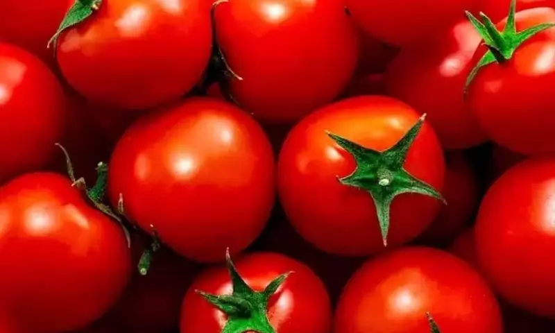 Optimización del Cultivo de Tomate a Través de Asociaciones Vegetales Estratégicas