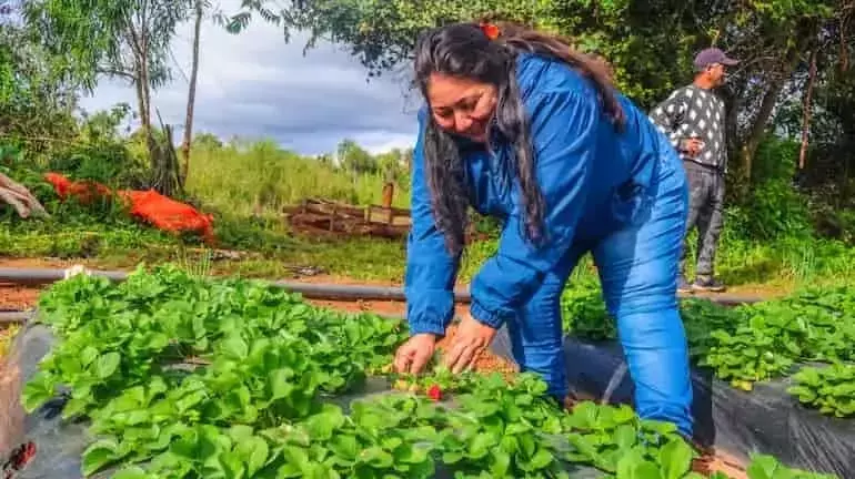 Fomento de la Fresa Orgánica en Paraguay: Bioinsumos para Optimizar la Producción y Minimizar Costos