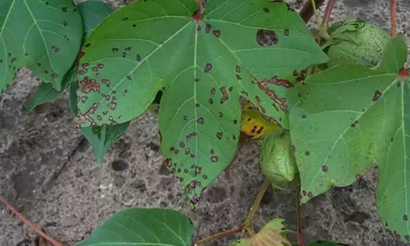 Avances Genéticos en la Resistencia del Algodón al Tizón Bacteriano
