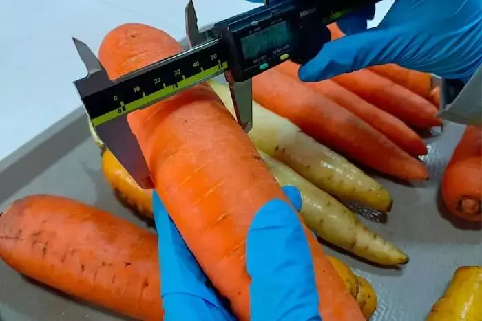 Un nuevo estudio revela que las zanahorias «imperfectas» son ricas en antioxidantes