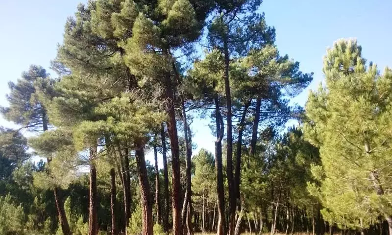 El Precio Ecológico de las Reforestaciones: Un Análisis Crítico de las Plantaciones Forestales