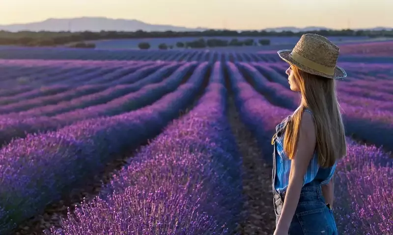 Festival de la Lavanda de Brihuega: Una Década de Aromas y Melodías