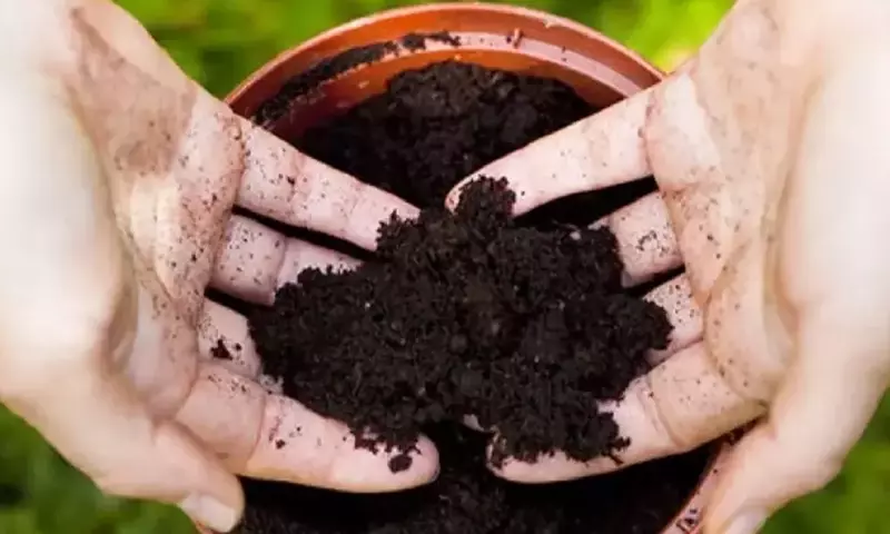 Detectando la Agonía del Sustrato: Señales Clave para la Salud de tus Plantas