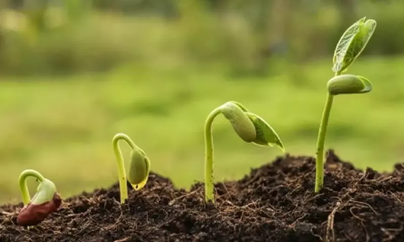 Guía Experta para Rescatar Plantas con Problemas: Identificación y Soluciones Efectivas