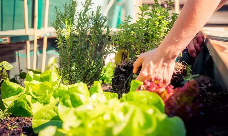 Dominando la Siembra de Semillas: Claves para el Éxito en tu Jardín