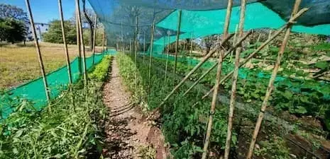 Innovador Proyecto Agrícola en Costa Rica Revoluciona el Cultivo con Menos Agua y Mayor Rapidez