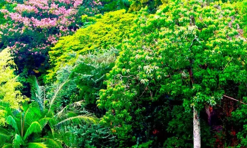 Evaluación del Potencial de Biodiversidad Forestal: El Índice IBP