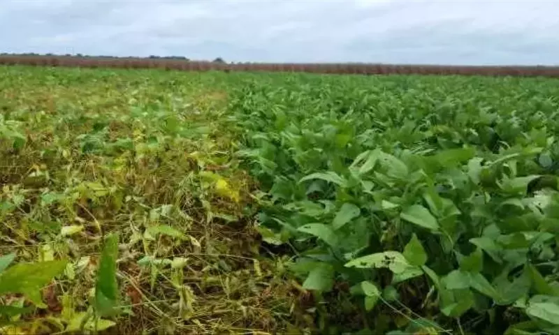 Avances Científicos Contra el Nematodo del Quiste de la Soja: Una Nueva Estrategia de Defensa