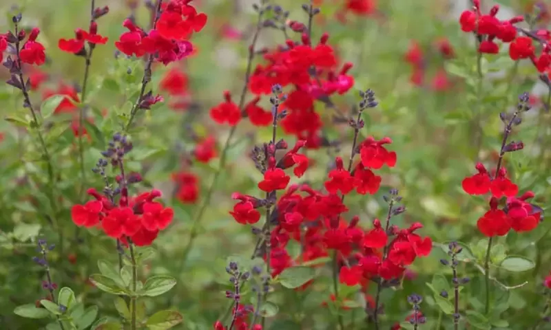 Salvia greggii: Una joya floral para tu jardín