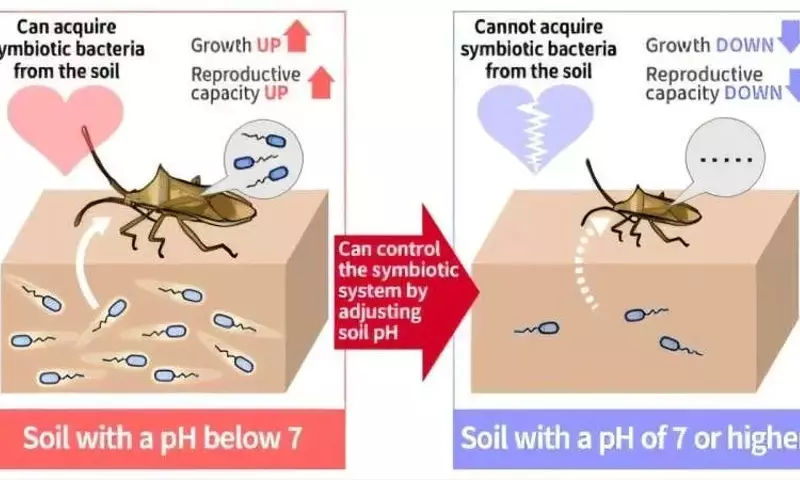 El pH del suelo: Factor clave en los brotes de chinches del arroz