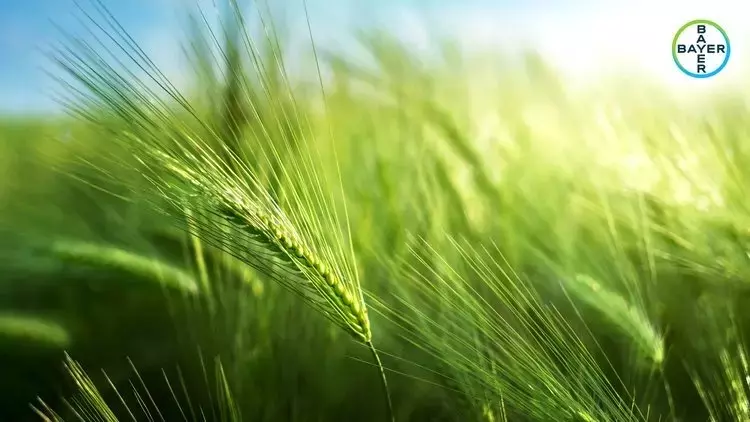 Cosecha de Cebada en Salamanca: Rendimientos Variables y Preocupaciones Agrícolas