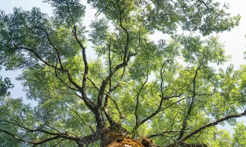 Árboles Ornamentales con Raíces No Invasivas para Jardines Urbanos