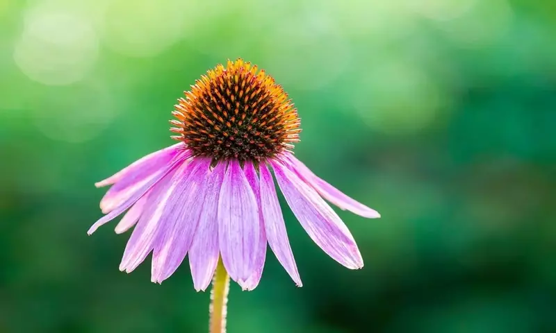 La Revolución Botánica en la Moda: El Renacimiento de los Tintes Naturales