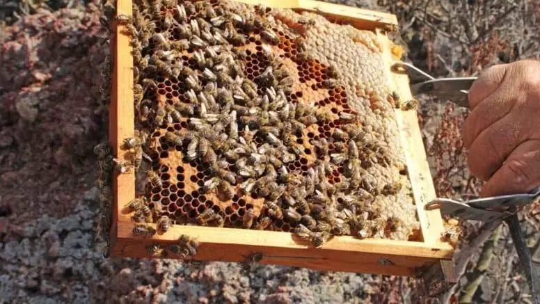 España Impulsa la Diversidad Genética Apícola con la Abeja Negra Canaria