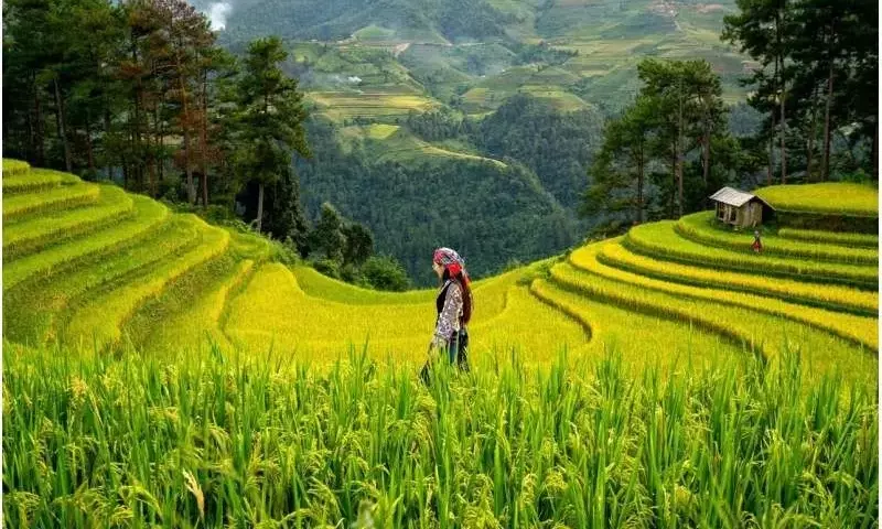 Los arrozales duplican sus emisiones de gases de efecto invernadero y su impacto climático