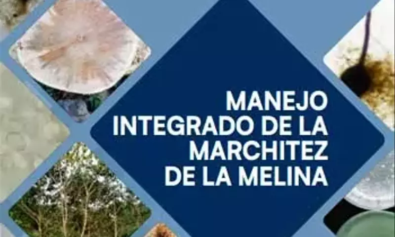 Estrategias Integrales Contra la Marchitez de la Melina en Costa Rica