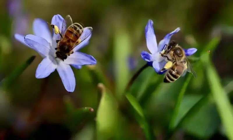Más Allá del Hotel de Insectos: Creando Jardines Vivos para Abejas Silvestres